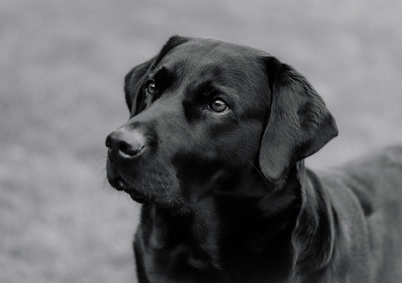 How to Help Your Dog with Thunderstorm Anxiety